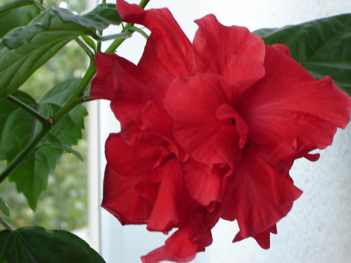 DSC03206 - flori 2010