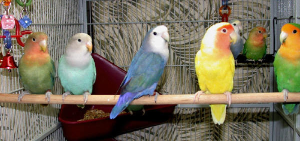 2005 11-12 ANA Lovebird Flock 1GALPAGE - agaponis si alte pasari