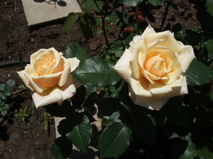 Diamond jubilee