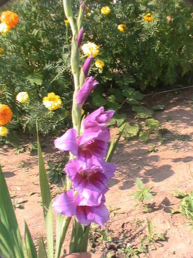 PIC_1647 - Gladiole