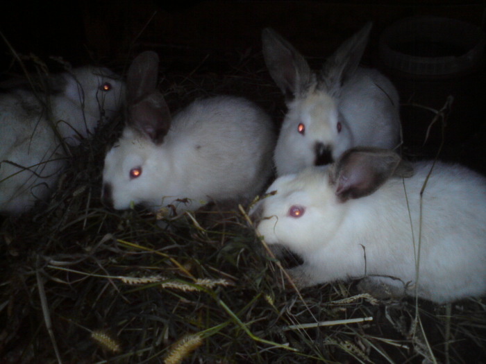 DSC00927 - animale