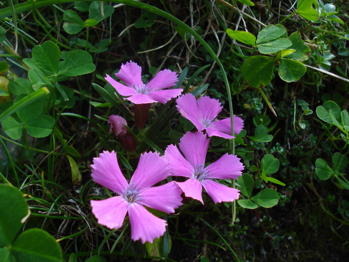 DSC00119 - Flora - Fauna Fagaras