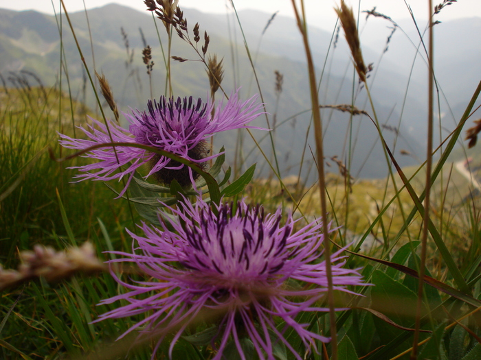 DSC00135 - Flora - Fauna Fagaras