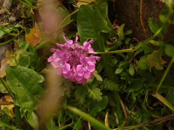 DSC00150 - Flora - Fauna Fagaras