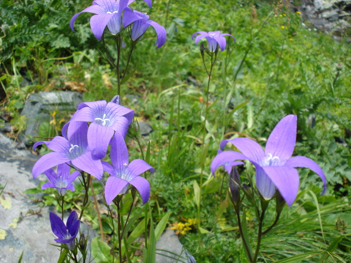 DSC00152 - Flora - Fauna Fagaras