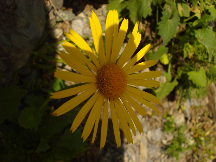 DSC00163 - Flora - Fauna Fagaras