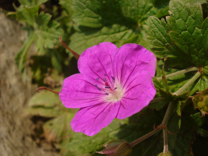 DSC00170 - Flora - Fauna Fagaras