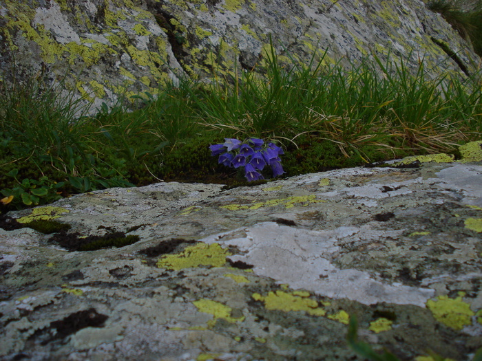 DSC00296 - Flora - Fauna Fagaras