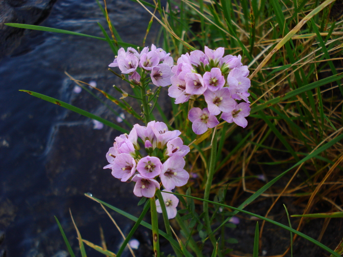 DSC00301 - Flora - Fauna Fagaras