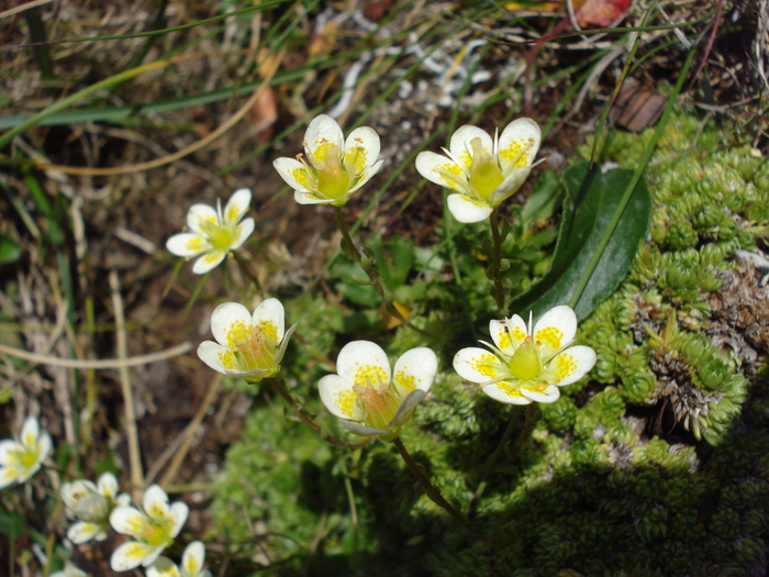 DSC00351 - Flora - Fauna Fagaras