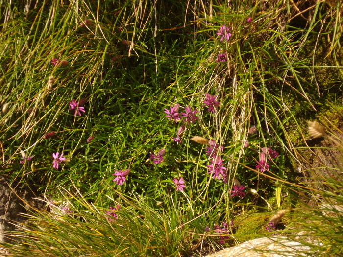 DSC00466 - Flora - Fauna Fagaras