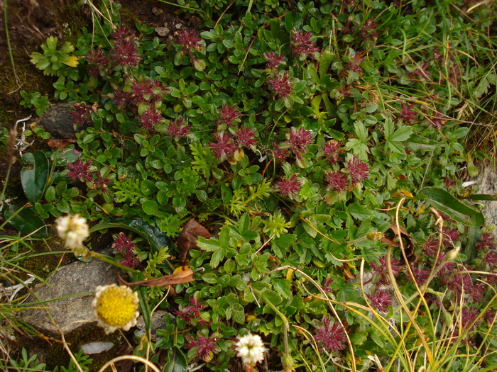 DSC00475 - Flora - Fauna Fagaras