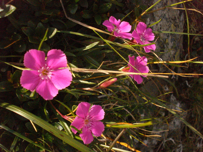 DSC00481 - Flora - Fauna Fagaras