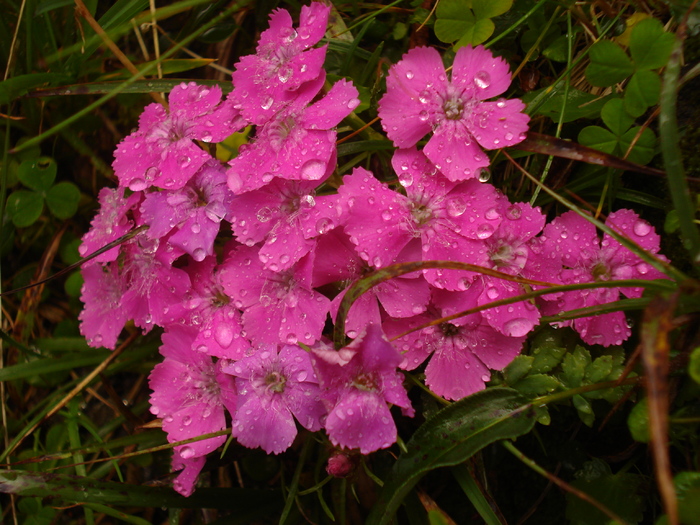 DSC00496 - Flora - Fauna Fagaras