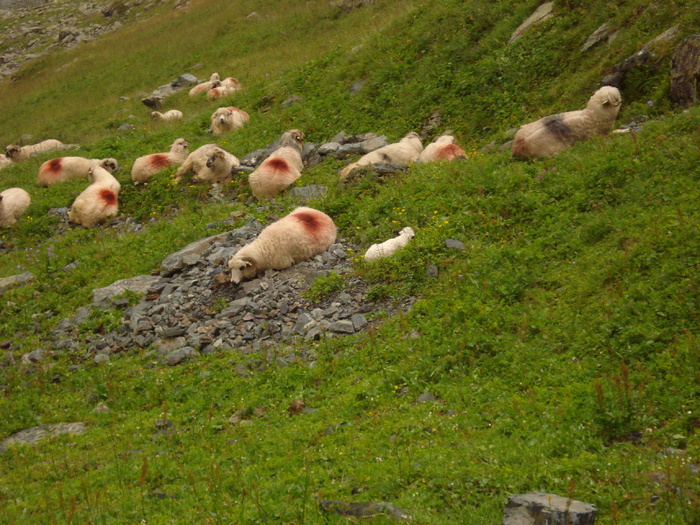 DSC00519 - Flora - Fauna Fagaras