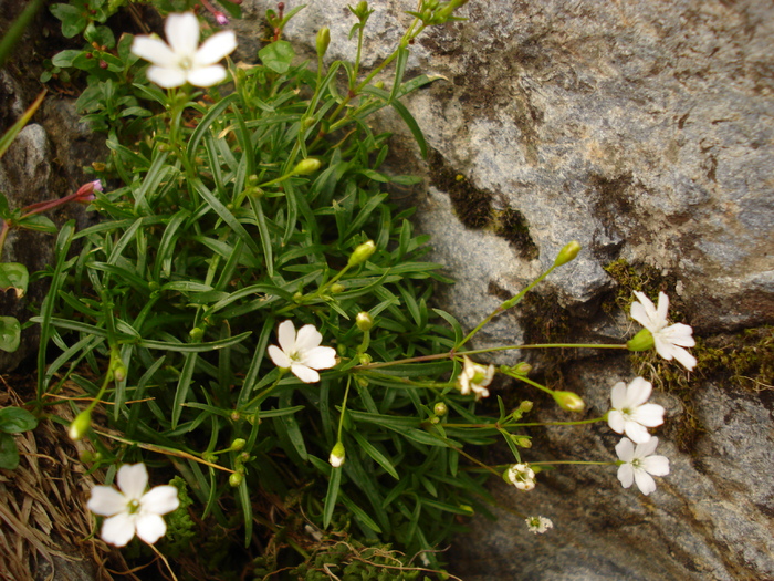 DSC00535 - Flora - Fauna Fagaras