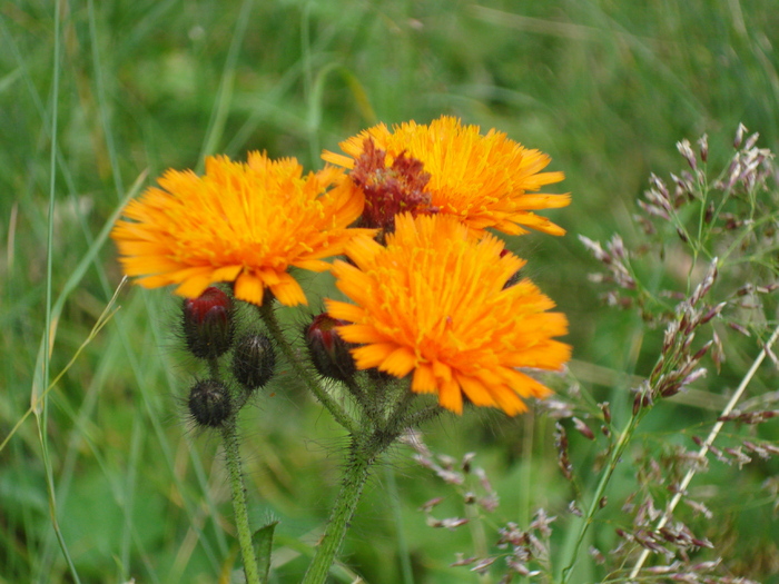 DSC00537 - Flora - Fauna Fagaras