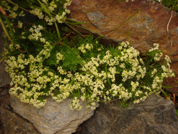 DSC00546 - Flora - Fauna Fagaras