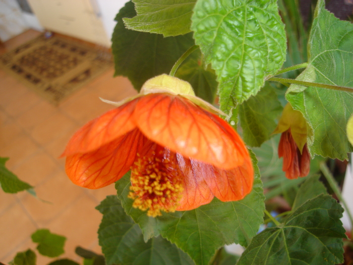 abutilon orange 001 - flori