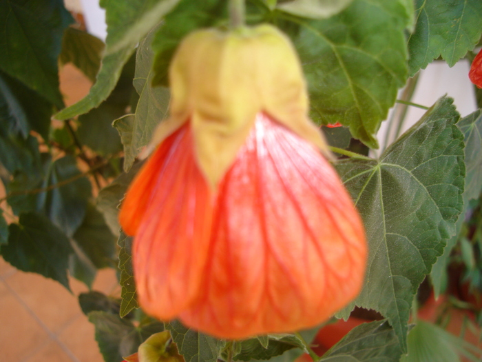abutilon orange 002