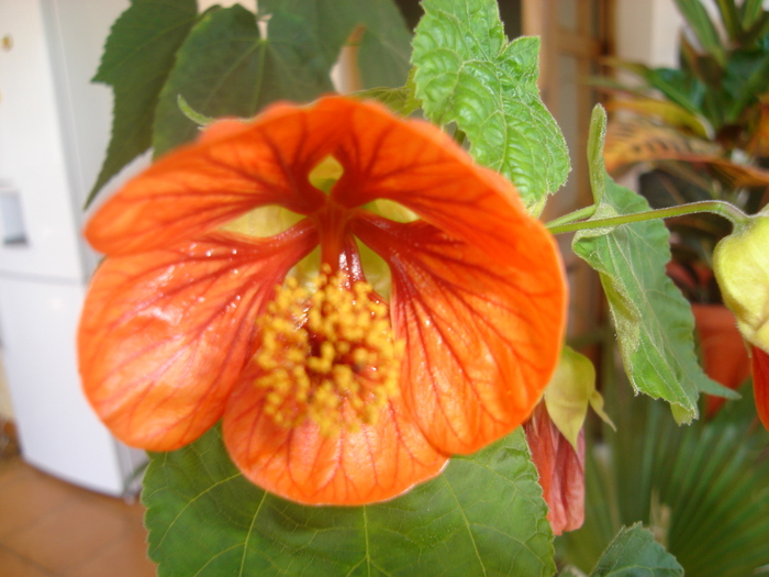 abutilon orange 003