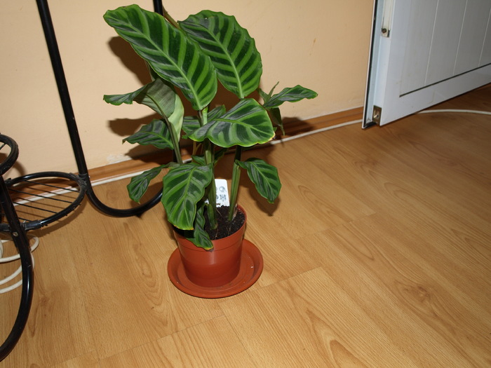 calathea
