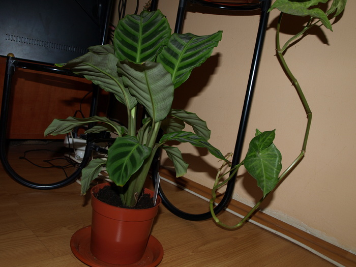 calathea