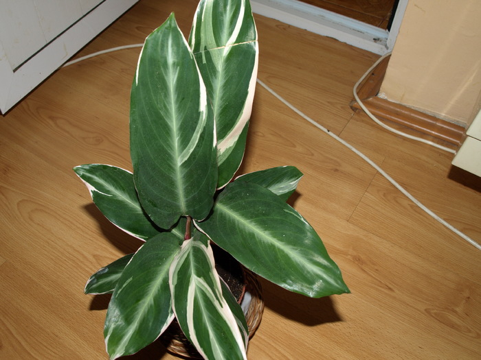 calathea