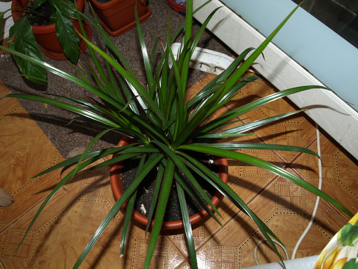 dracena