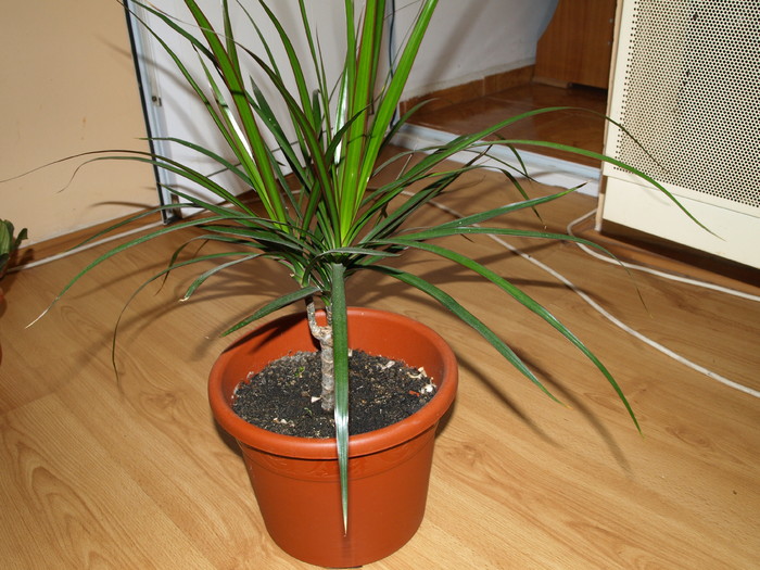 dracena