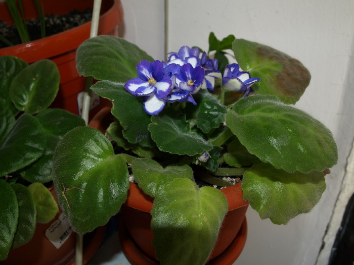 violeta - flori