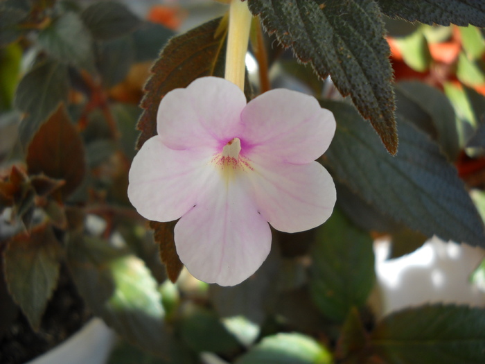 Peach Blossom - Achimenes