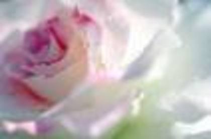 Trandafirul - Flori
