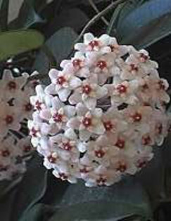 hoya - Flori