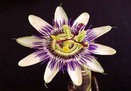 Passiflora