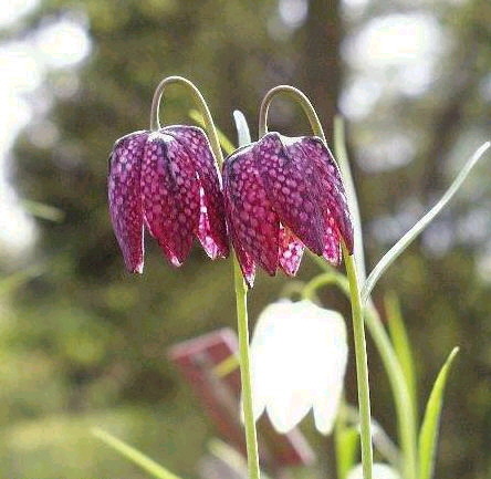 laleaua-pestrita - Flori