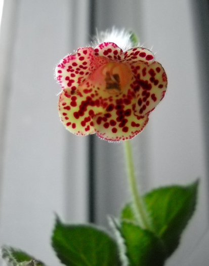 Bibbi 2010 - KOHLERIA