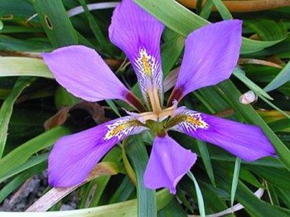 Iris - Flori