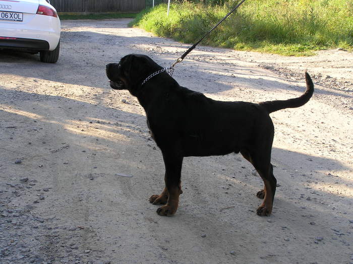 hogan 6 luni - rottweiler canisa adamsrott