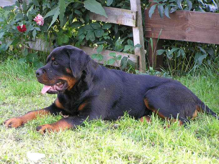hogan 6lu. - rottweiler canisa adamsrott