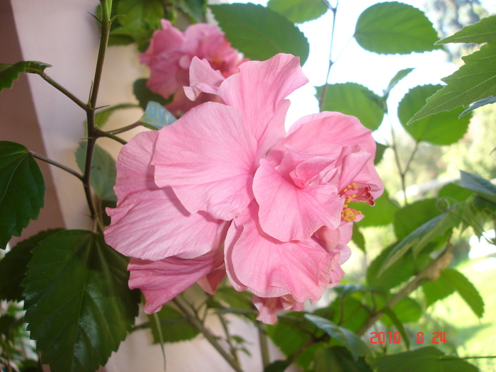 Classic Pink - hibiscus 2010