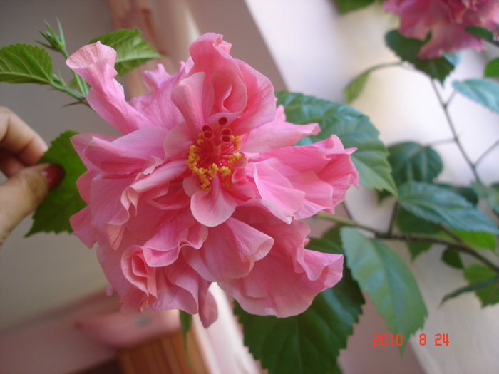 Classic Pink - hibiscus 2010