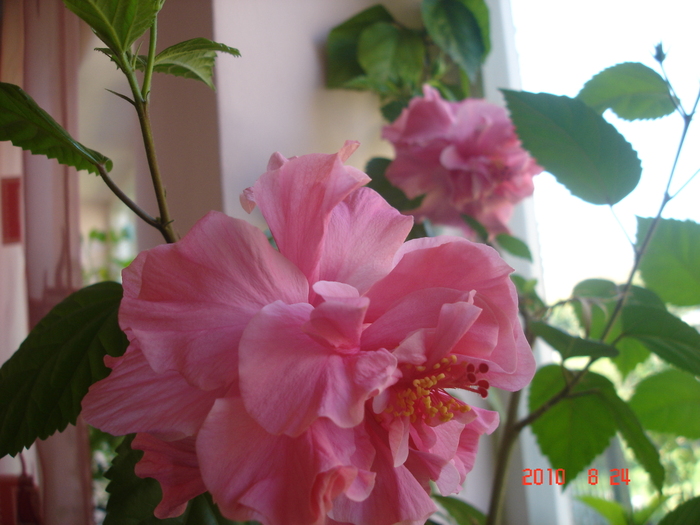 Classic Pink - hibiscus 2010