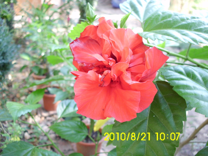 rosu - hibiscusi 2010