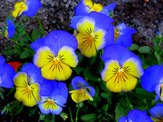 flowers_43[1]