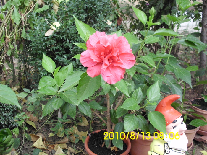cyclam - hibiscusi 2010