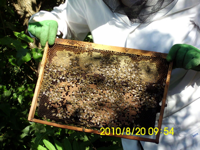 IMG_0669 - apicultura