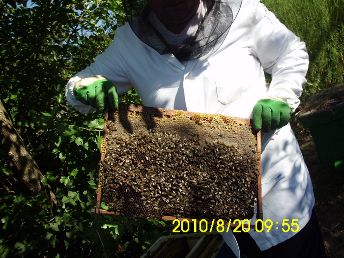 IMG_0671 - apicultura