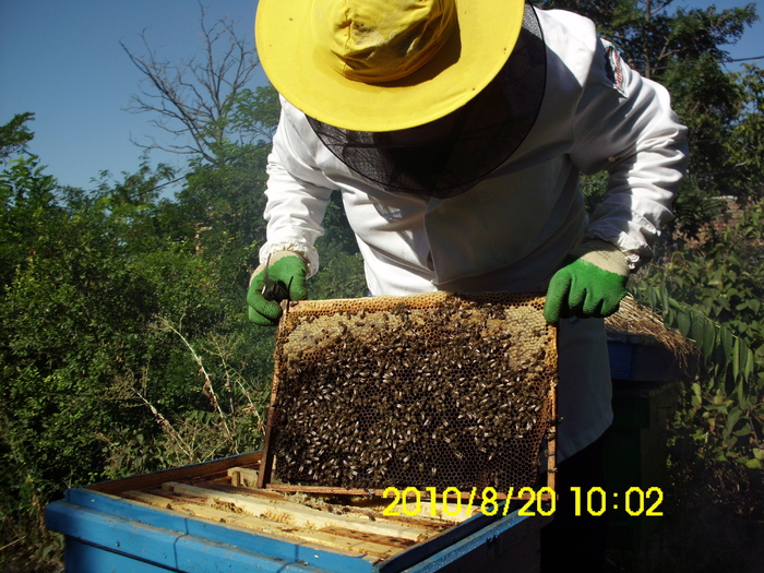IMG_0673 - apicultura