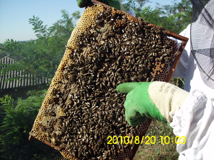 IMG_0676 - apicultura